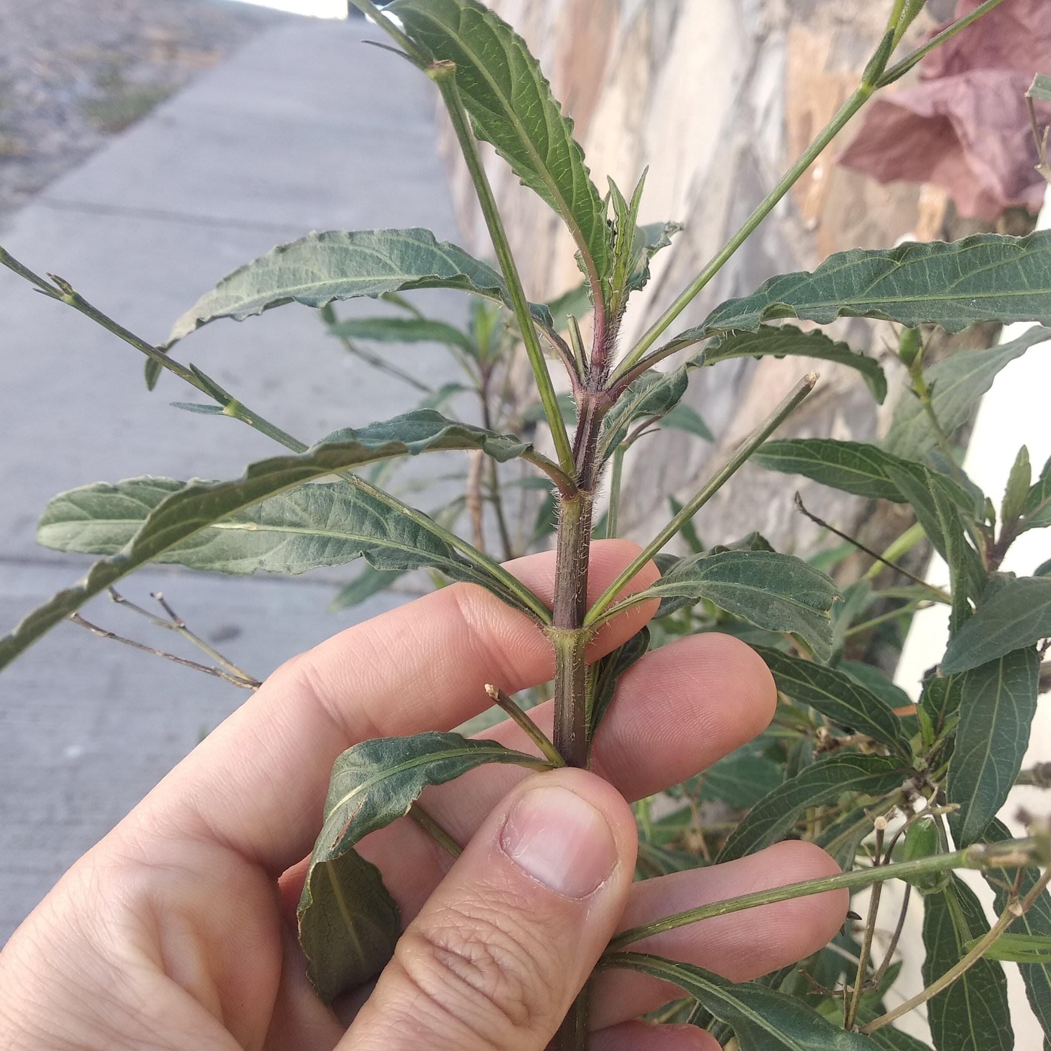 Ruellia brittoniana
